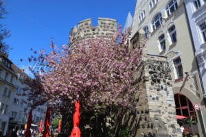 Kirschblüte in Bonn - ImageShop