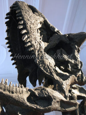 Kopf von einem Raubsaurier - ImageShop