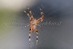 Kreuz-Spinne im Netz - ImageShop