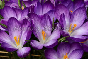 Krokusblüten ganz nahe - ImageShop