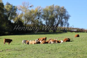 Kuhweide - ImageShop Online