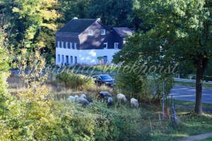 Landhaus und Schafe - ImageShop Online