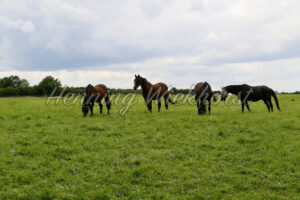 Landschaft mit Pferden - ImageShop