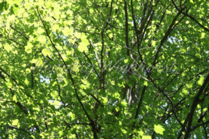 Laubbaum im Sommer - ImageShop