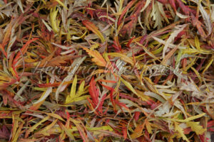 Laubmuster als Hintergrundelement - ImageShop