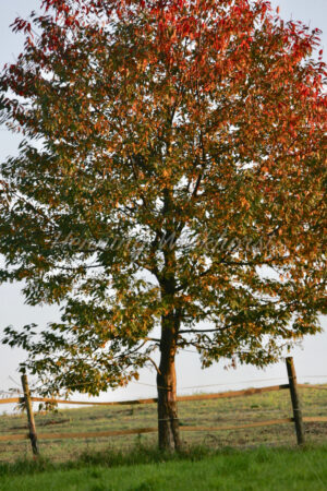 Leuchtender Herbstbaum auf einem Feld - ImageShop