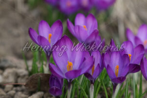 Lila Krokusse - ImageShop