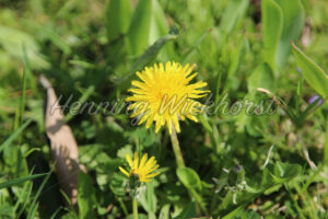 Löwenzahn - ImageShop