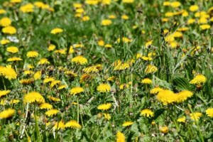 Löwenzahnwiese - ImageShop Online