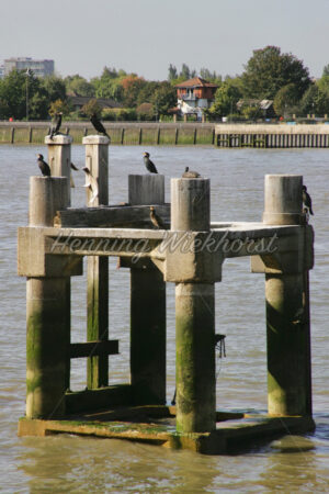 London (100) – Hafenpoller in der Themse - ImageShop