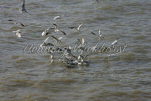 London (103) – Möwen auf der Themse - ImageShop