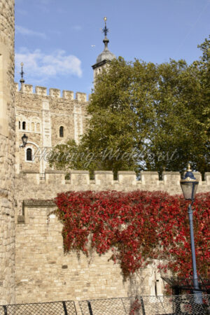 London (49) – Bewachsene Mauern des Tower of London - ImageShop