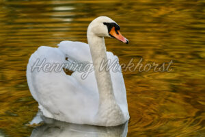 Majestätischer Schwan - ImageShop