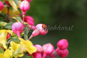 Marienkäfer auf Blüte - ImageShop