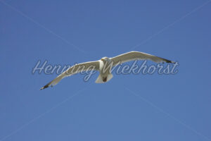Möwe segelt am blauen Himmel - ImageShop