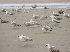 Möwen versammeln sich am Nordsee-Strand - ImageShop