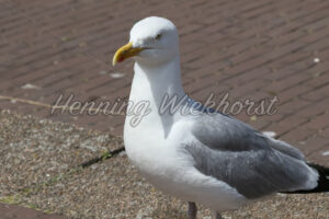Neugierige Möwe - ImageShop
