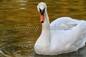 Neugieriger Schwan - ImageShop