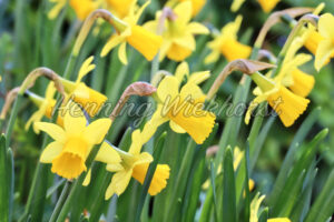 Osterglöckchen - ImageShop