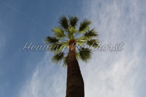 Palme gen Himmel - ImageShop