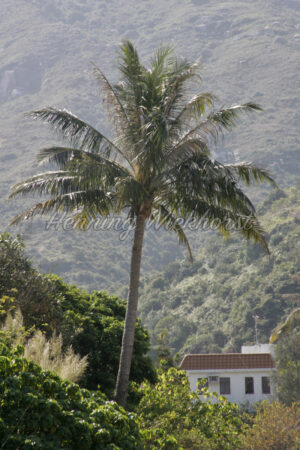 Palme in Hong Kong - ImageShop