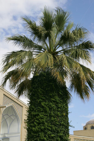 Palme in Isfahan ragt in den Himmel - ImageShop