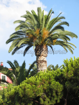 Palme in Lerici – Italien - ImageShop