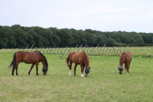 Pferde auf der Weide - ImageShop