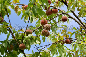 Pfirsiche am Baum (1) - ImageShop