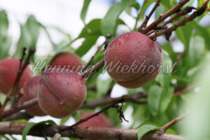 Pfirsiche am Baum (3) - ImageShop