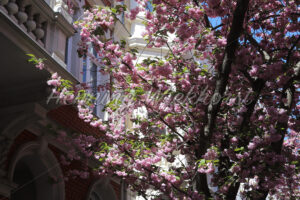 Pinke Kirsche in der Stadt - ImageShop