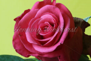 Pinke Rose - ImageShop