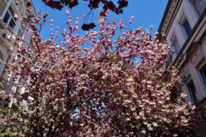 Pinker Kirschbaum zwischen Häusern - ImageShop