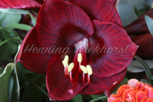 Pollenstock einer Blume - ImageShop