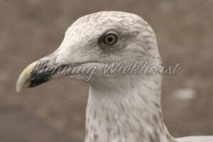 Portrait einer Möwe - ImageShop