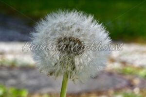 Pusteblume - ImageShop
