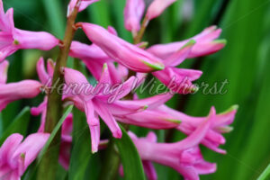 Rosa Frühlingsblüten - ImageShop