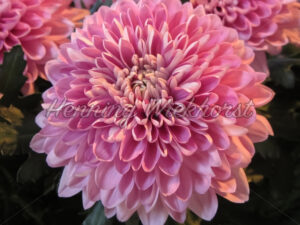 Rosa Gänseblümchen - ImageShop