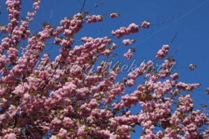 Rosa Kirsche vor blauem Himmel - ImageShop