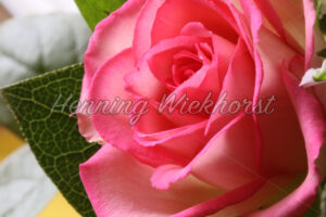 Rosa Rose - ImageShop