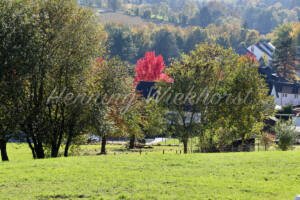 Roter Baum in grüner Landschaft - ImageShop Online