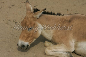 Ruhender Esel - ImageShop