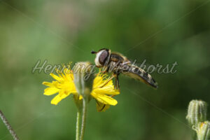 Schnacke an gelbem Löwenzahn - ImageShop