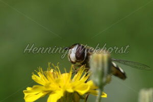 Schnacke auf gelber Blüte - ImageShop
