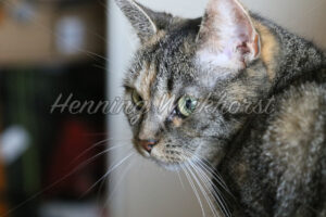 Seitenblick einer Hauskatze - ImageShop