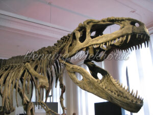 Skelett von einem Dinosaurier - ImageShop