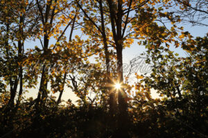 Sonne hinter einem Herbstbaum - ImageShop