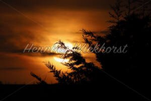 Sonnenuntergang hinter dem Busch - ImageShop Online