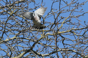 Taube fliegt vom Baum ab - ImageShop