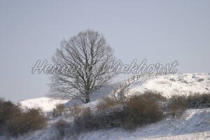 Verschneite Winterlandschaft - ImageShop Online